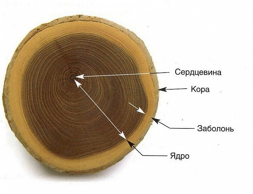 Заболонь. Что это такое? Плюсы и минусы сохранения для строения