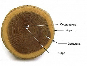 Заболонь. Что это такое? Плюсы и минусы сохранения для строения