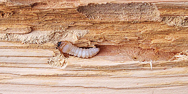 Как спасти деревянный дом от жука-древоточца: советы специалиста